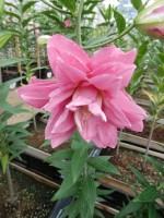 [4211 Aska No02.JPG]